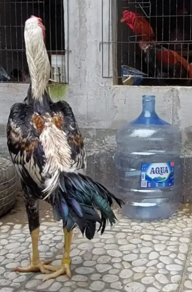 Ayam Shamo Eropa Line Zuchter