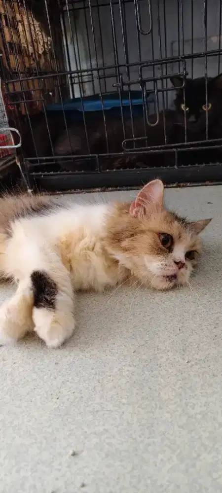 kucing flatnose dewasa (proven sekali)  birahi