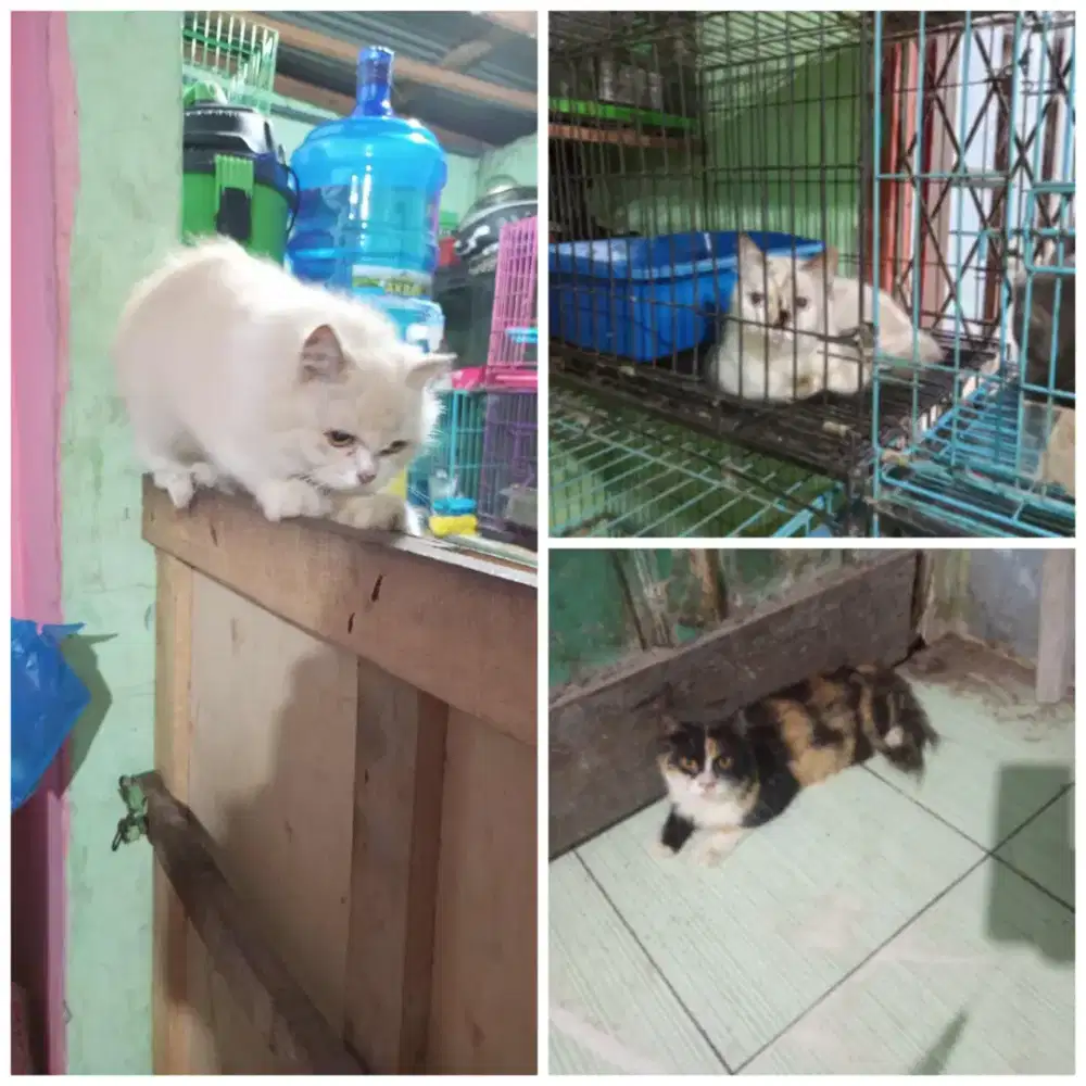 Kucing Persia betina 3 ekor jual murah aj