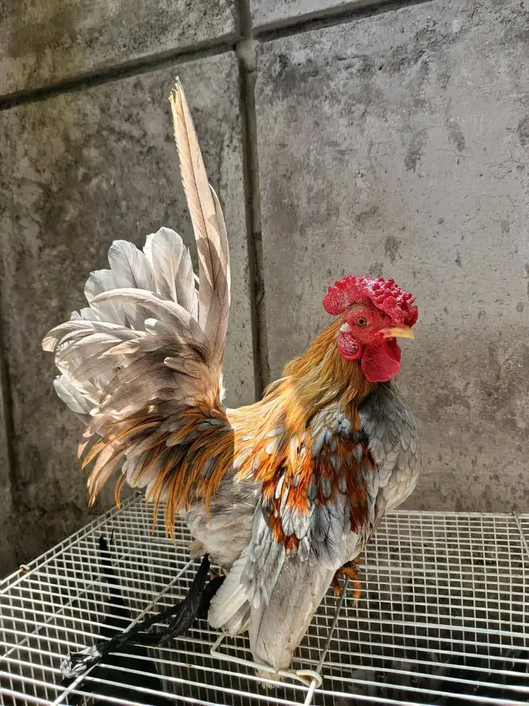 Ayam Kate Jantan dan betina