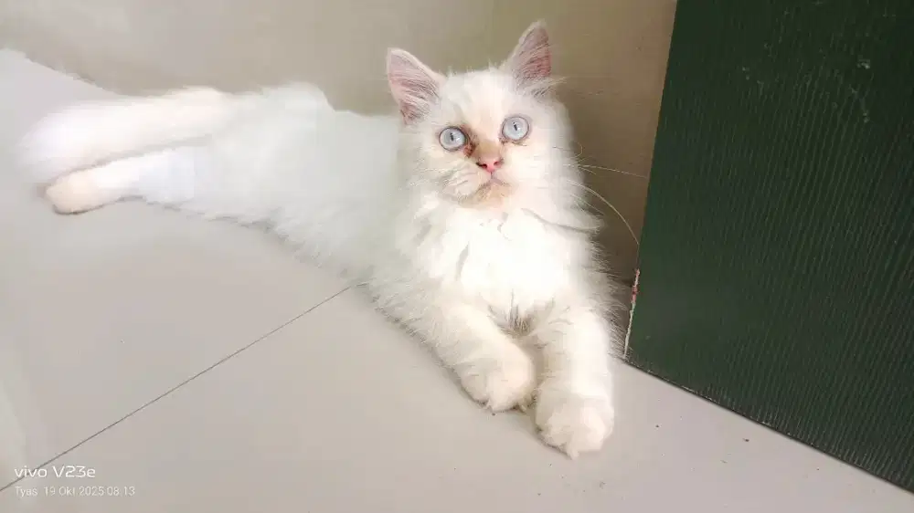 Kucing betina persia medium