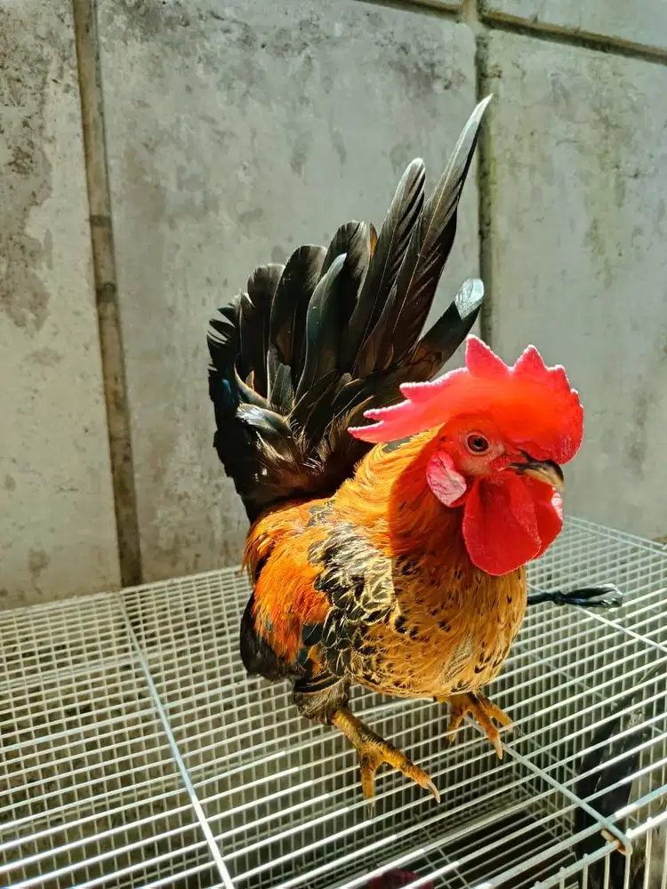 Ayam Kate Jantan dan betina