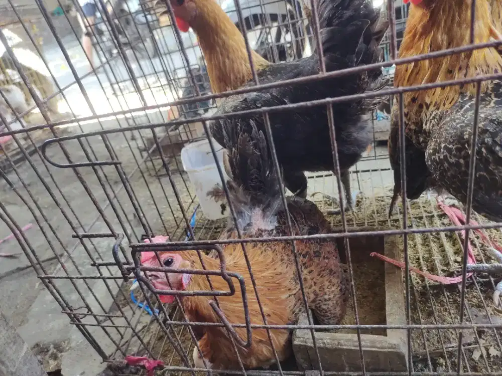 Pulet ayam arab