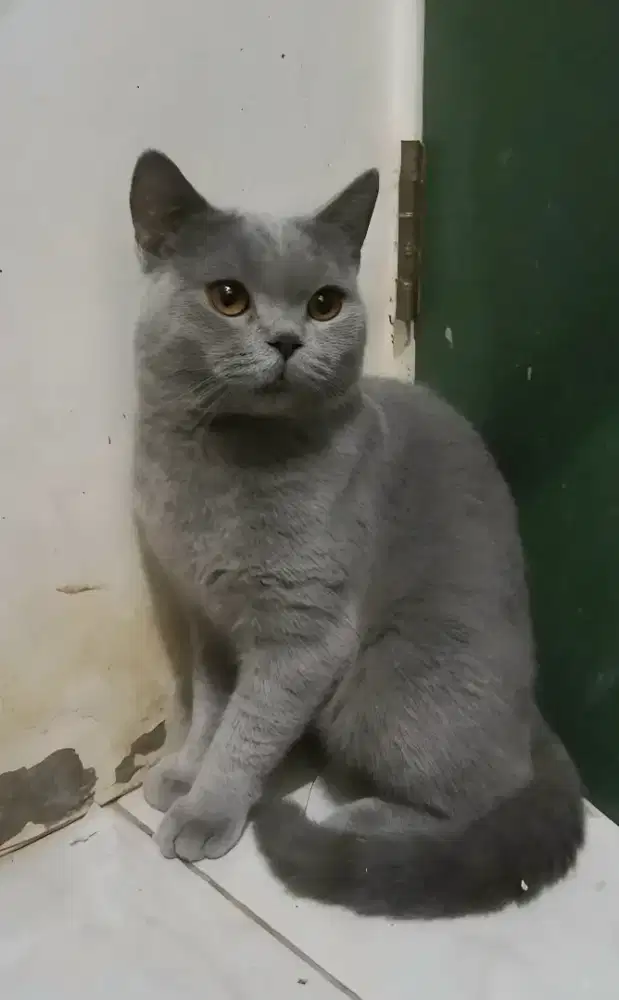 Kucing bsh jantan 11 bln