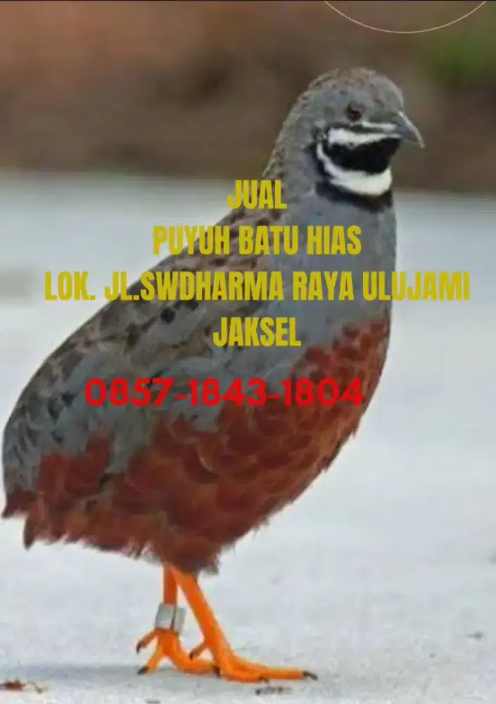Puyuh batu hias