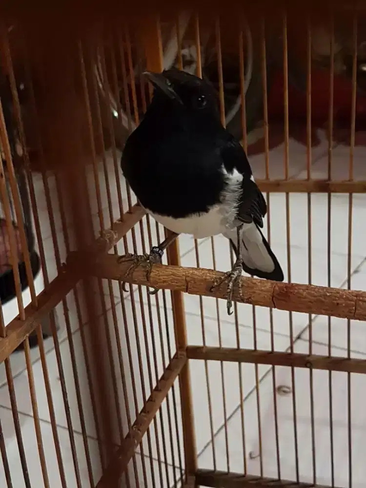 Kacer ring jinak baru beres bulu dah bunyi