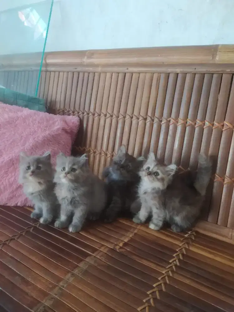 Lepas adopt Kitten persia jantan betina