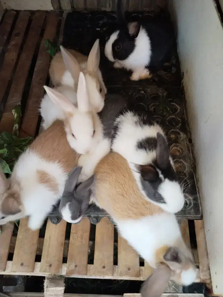 Kelinci ducht hias lucu sehat