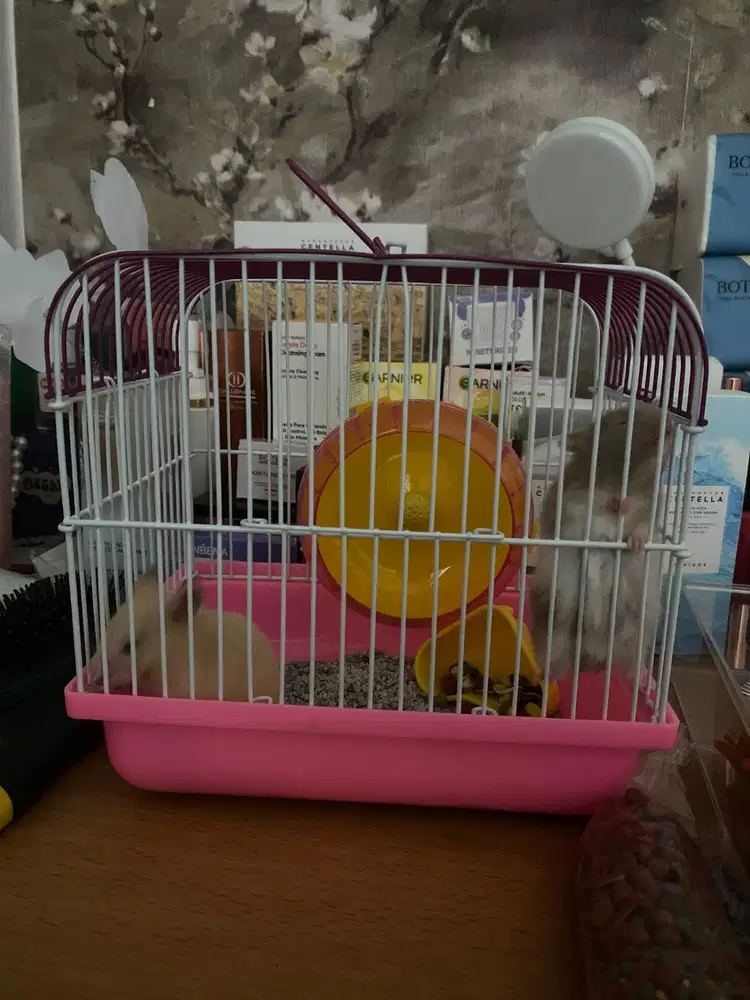 Kandang hamster baru
