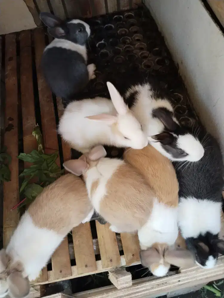 Anakan kelinci ducht lucu sehat