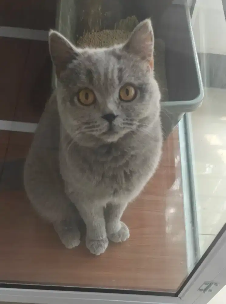 Kucing British short hair Blue Betina (pedigree)
