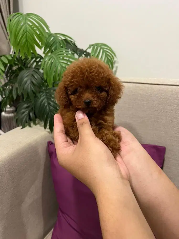 Red Tiny & Toy Poodle Female