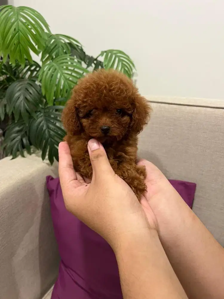 Tiny & Toy Poodle Female Red