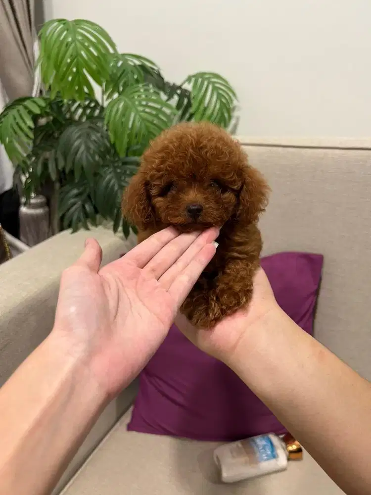 Tiny & Toy Poodle Female Red