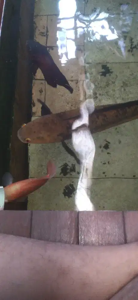 Jual borongan Ikan chana dan oskar