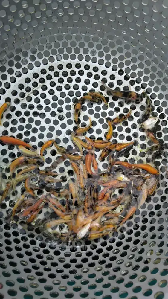 Bibit ikan Nila lele mas gurame bawal