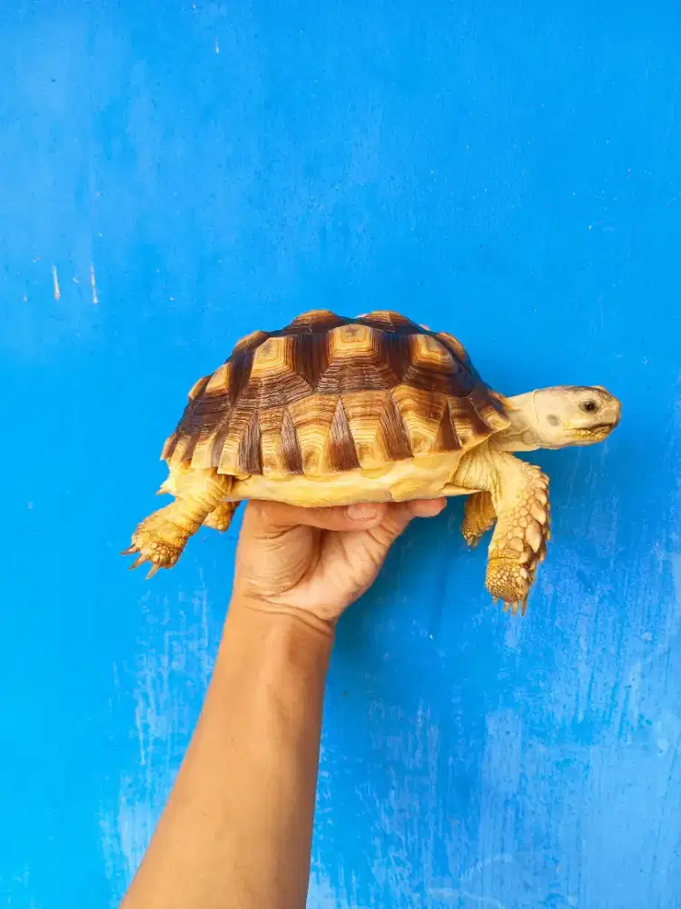 KURA DARAT SULCATA SIZE 15,5CM
