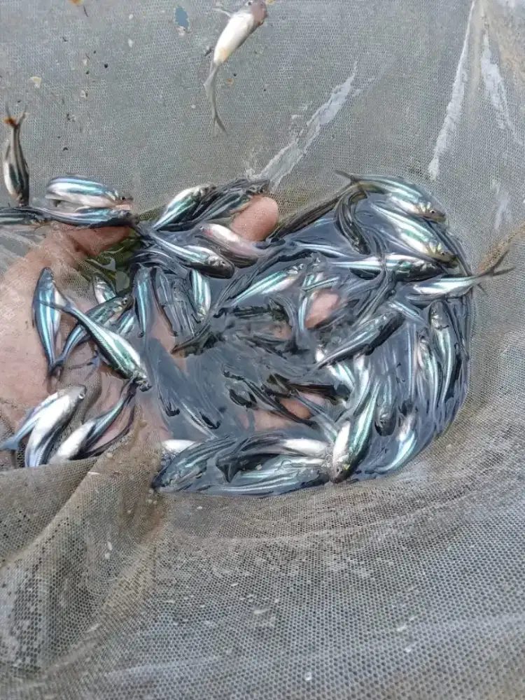 Jual bibit ikan lele gurame patin mas dll wa di peropil