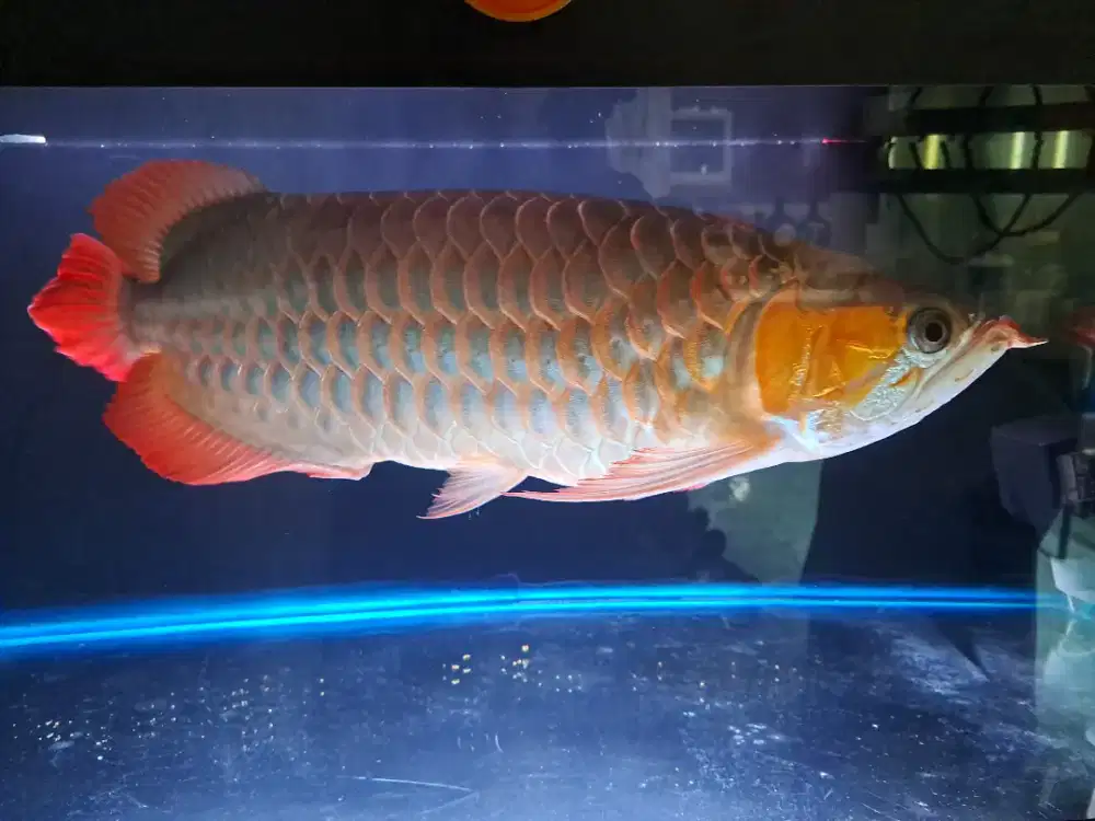 ikan arwana super red ±60cm.ada  sertifikat. NEGO