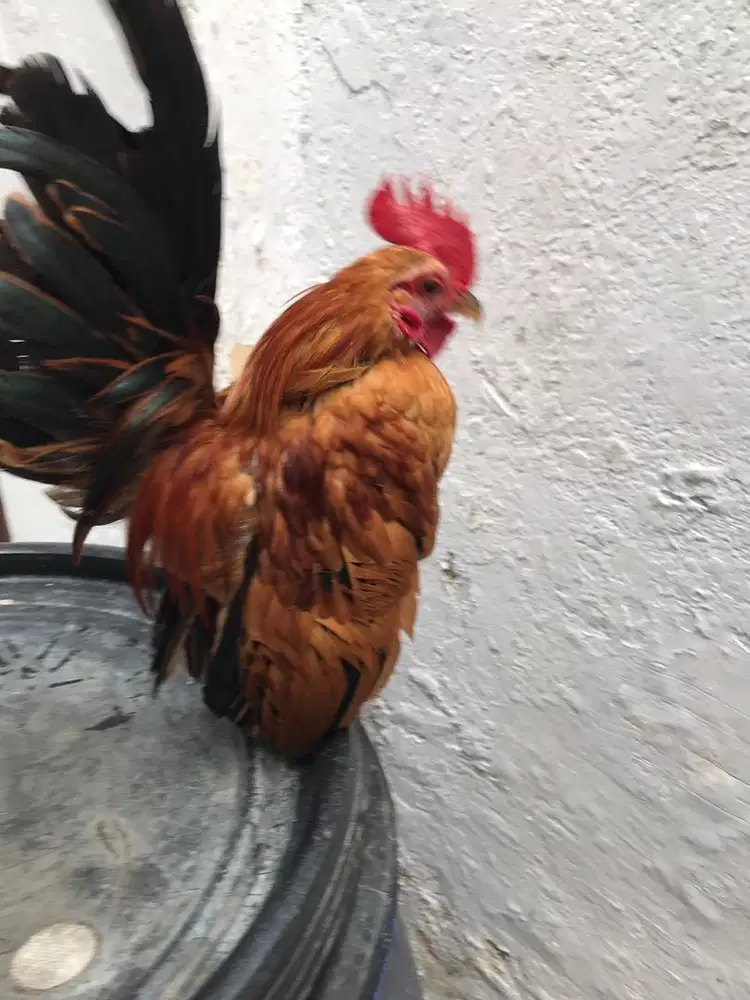 Ayam jago serama