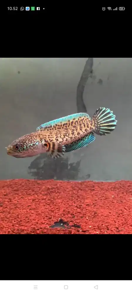 ikan chana auranti