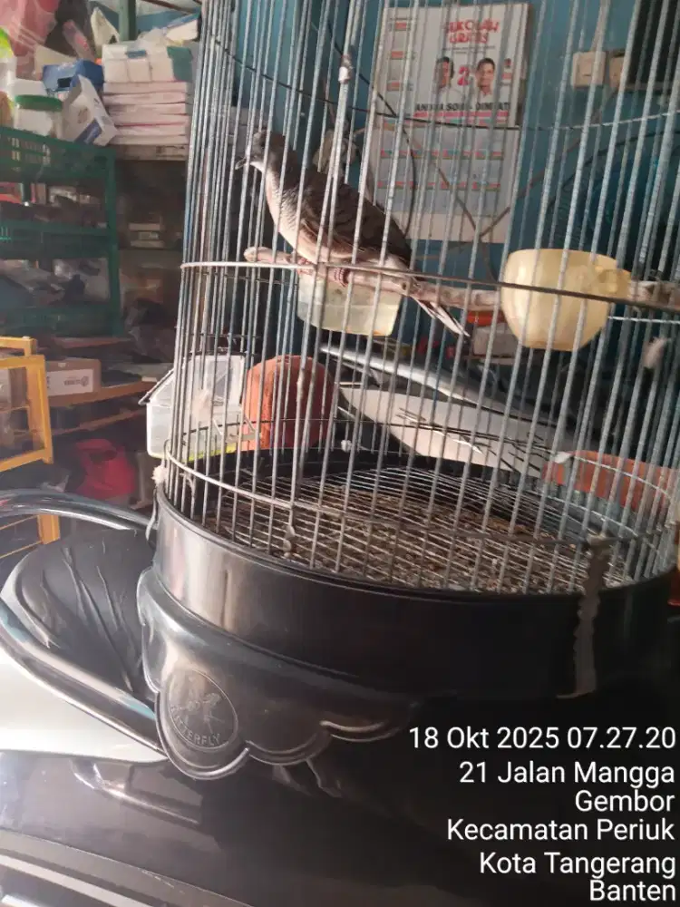 Perkutut bangkok