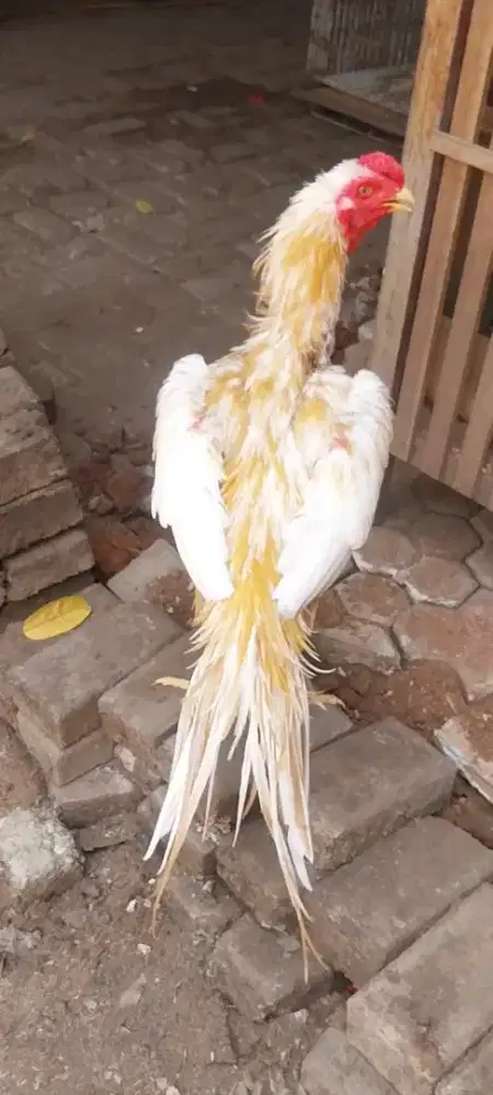 Ayam bangkok ekor lidi