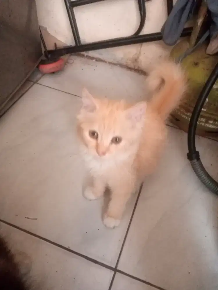 Kucing betina anakan