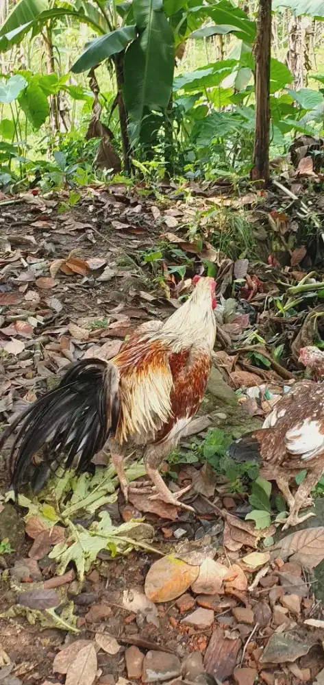 Ayam bangkok wido