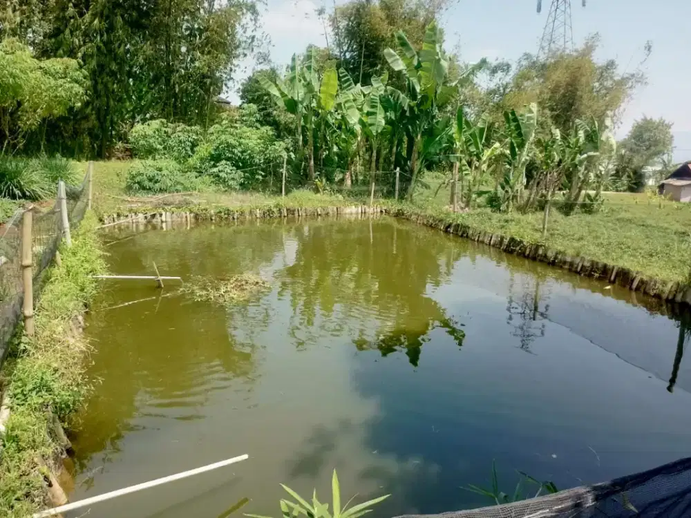 Jual Tanah Murah plus kolam ikan akses mobil