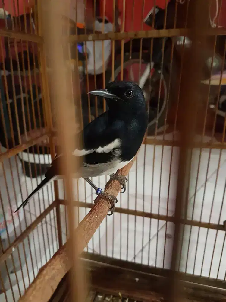 Kacer ring dari anakan jinak bunyi