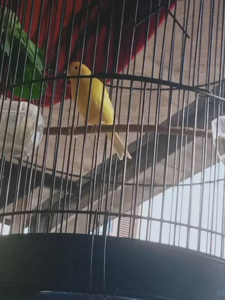 Kenari koneng polos jalu bujang