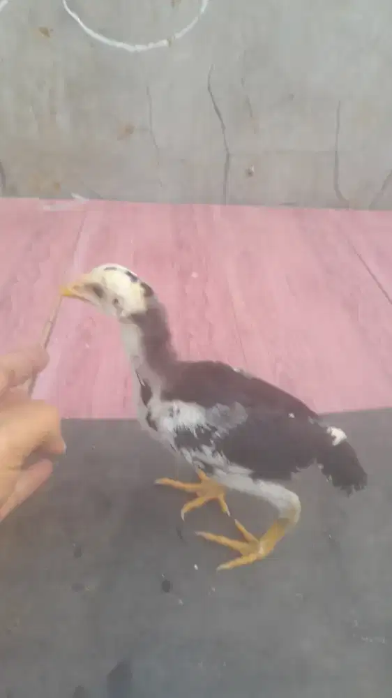 Ayam bangkok usia 1 bulan