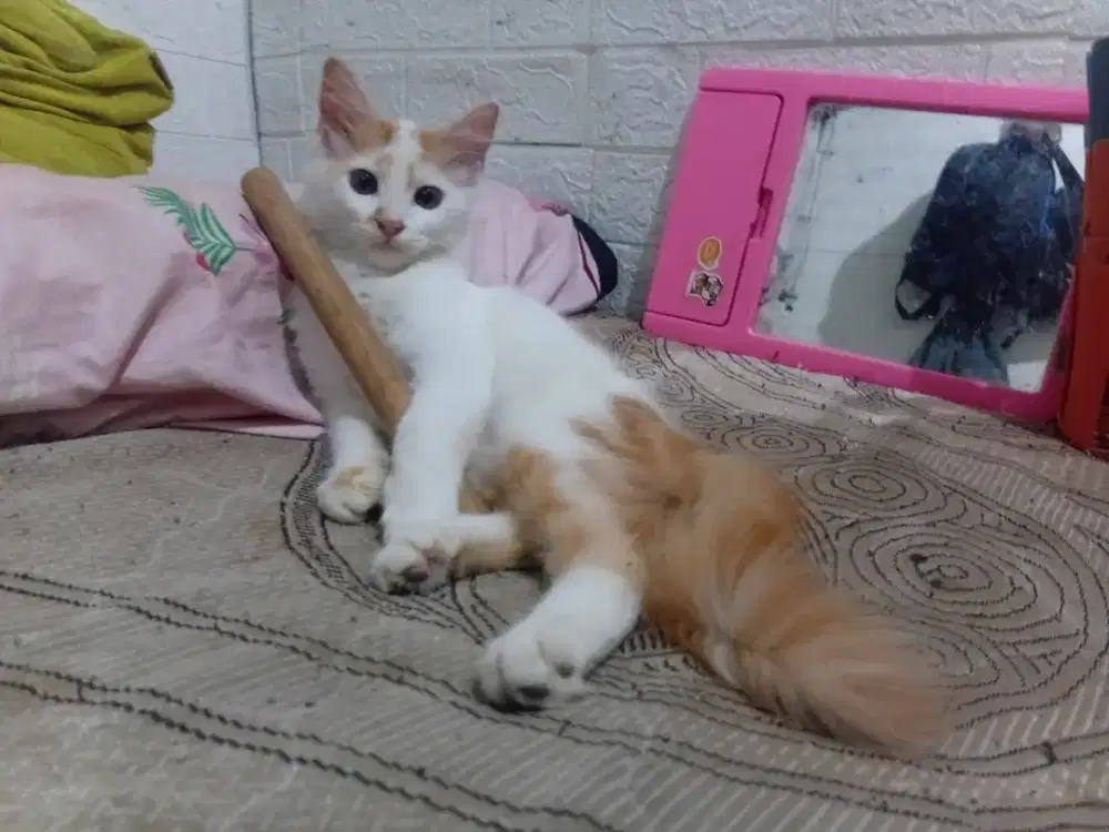 Kitten anggora 3 bulan jantan sehat lincah