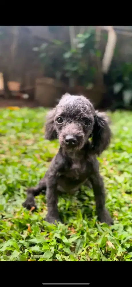 TEACUP BLACK POODLE