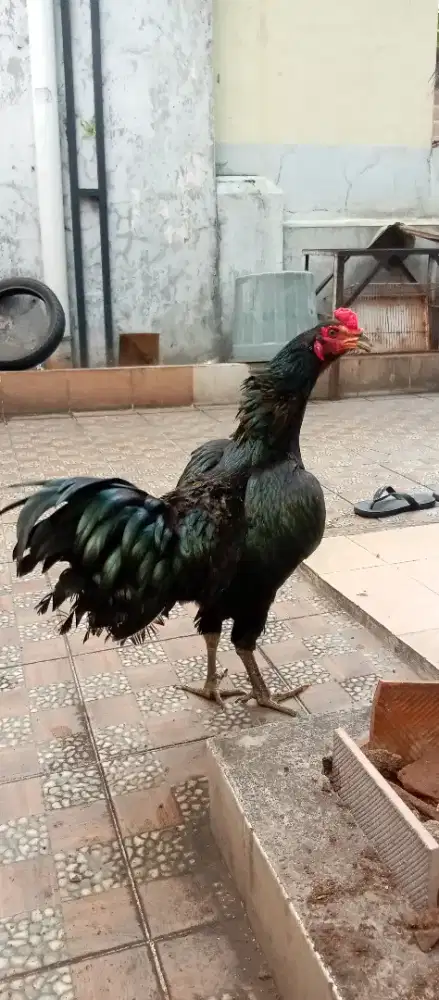 Bulbi sepasang umur 7 bulan