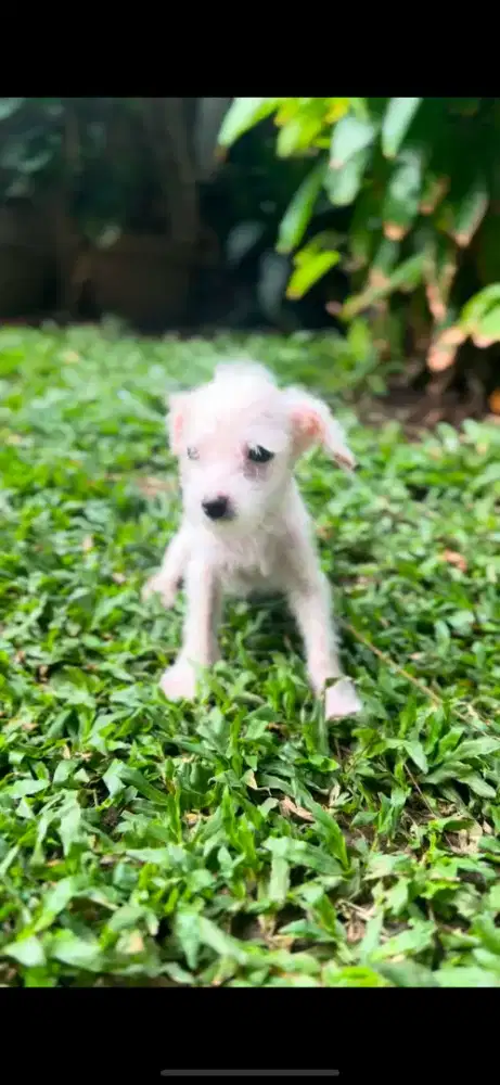 TEACUP FAWN POODLE