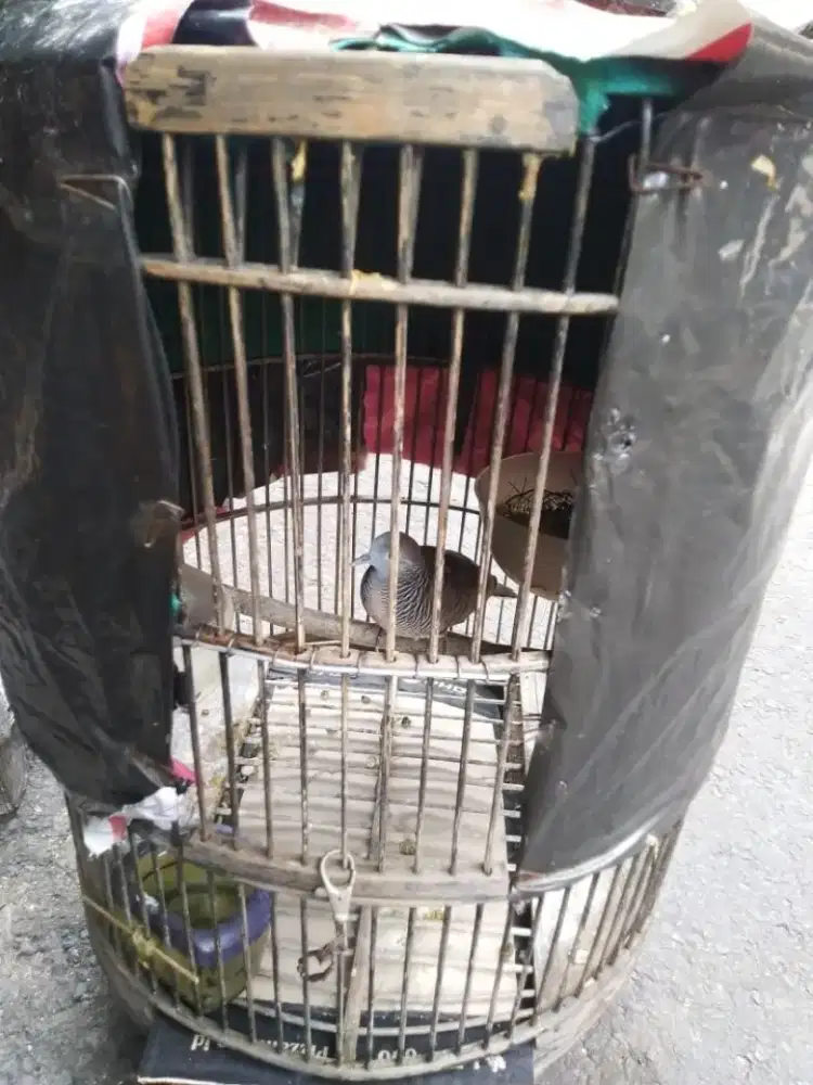 Perkutut lokal suara besar rawatan [ burja ]