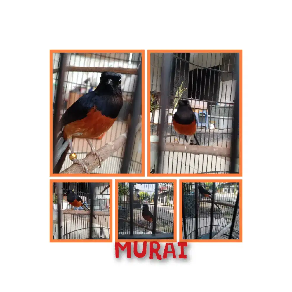 Burung Murai Batu