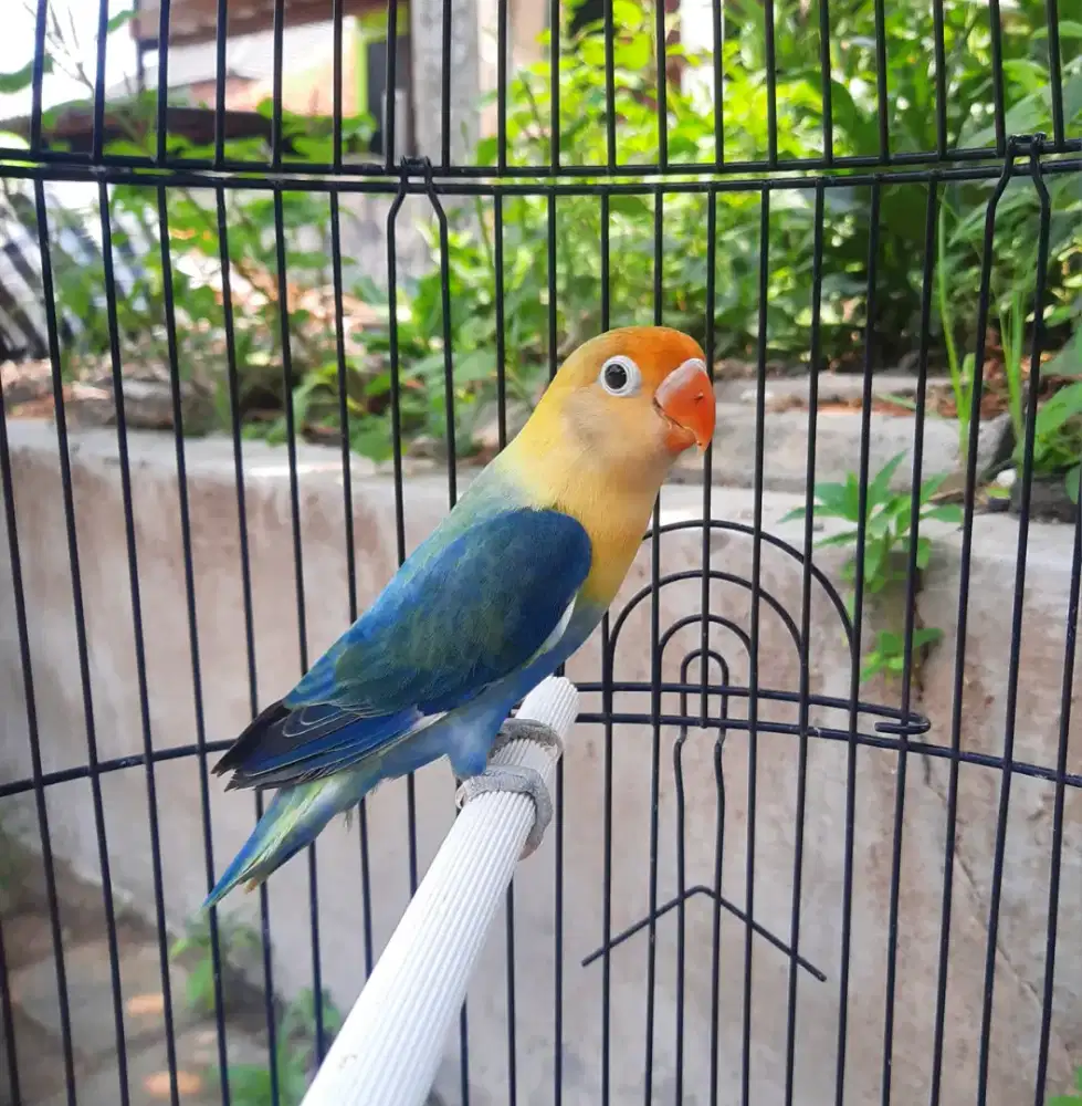 Lovebird Biola Parblue Jantan Dewasa Birahi