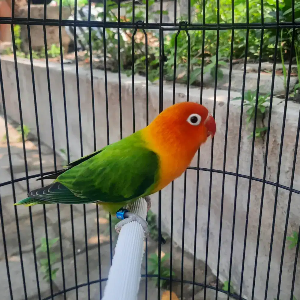 Lovebird Biola Green Jantan Dewasa