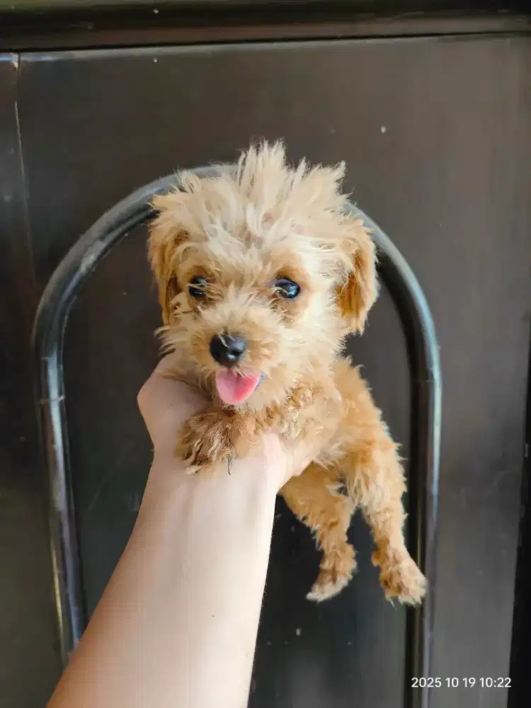 Poodle betina anakan