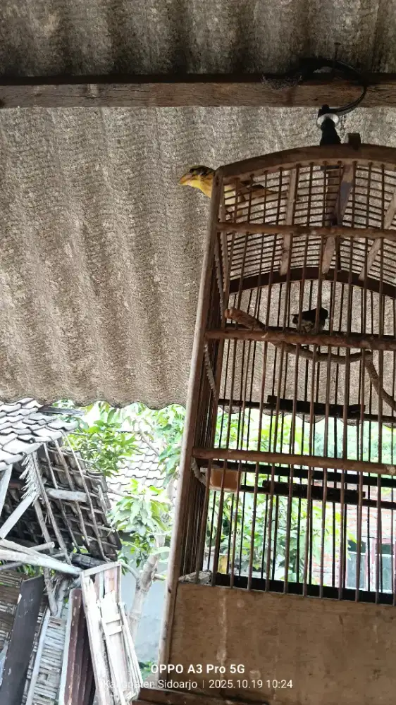 Burung manyar..jinak rawatan dari kecil