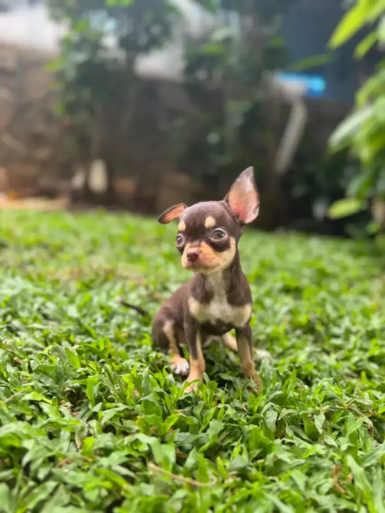 MINI CHIHUAHUA SHORT HAIR