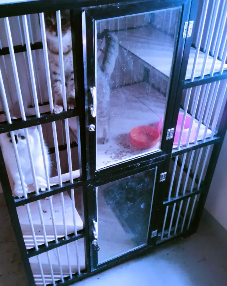 kucing bsh warna tabby & ragdol