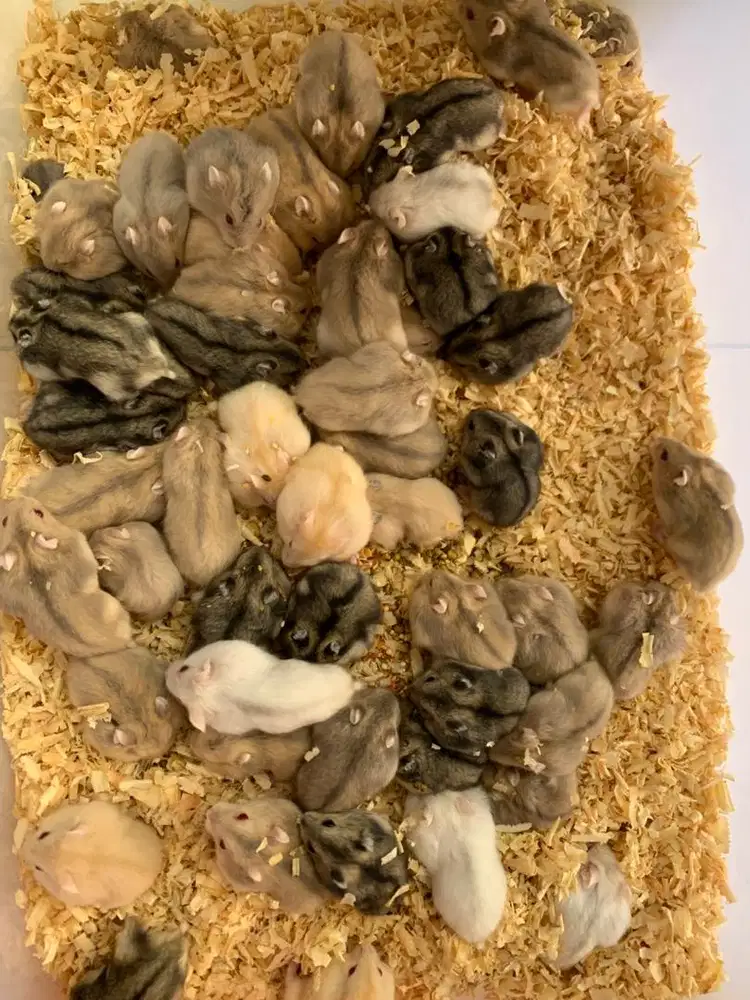 Hamster murah harga grosir
