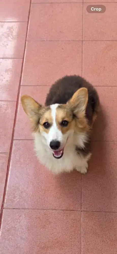 CORGI BETINA STAMBUM 11 Bulan LUCU GEMBUL