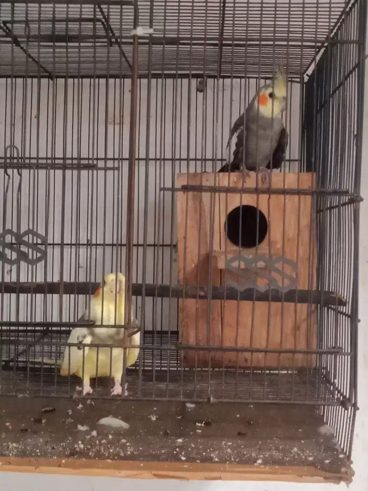 Burung falk sepasang