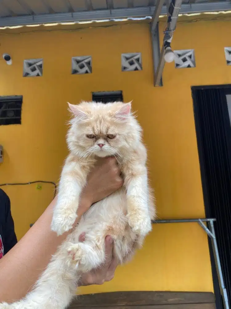 kucing persia jantan 4 bulan