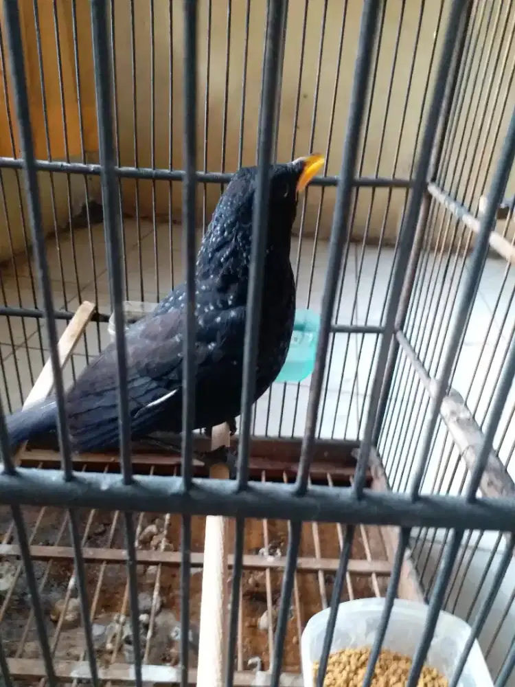 Burung ciung batu suara variasi kicauannya rawatan dari loloh